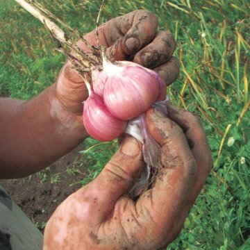 garlic in dirty hands