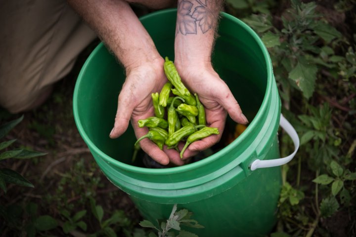 shishito peppers at Tiny Bridge Farm, photo by Camilla Calnan