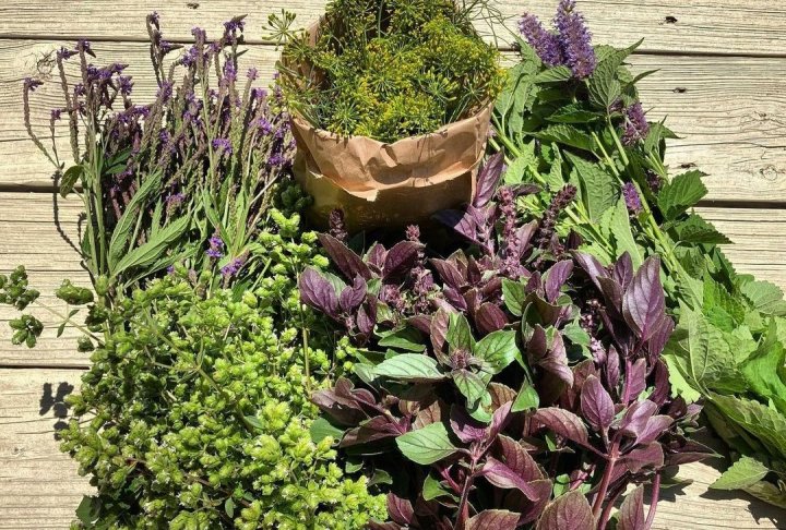 herbs from Lunar Whale Herbs