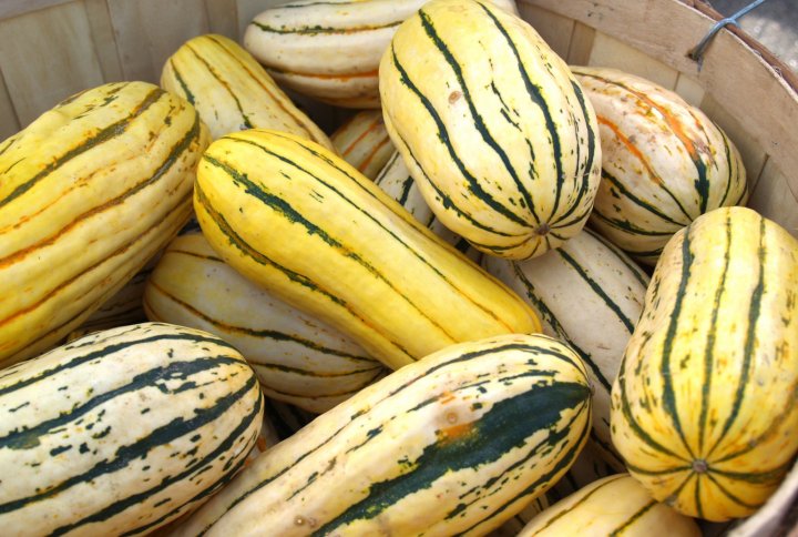 delicata squash