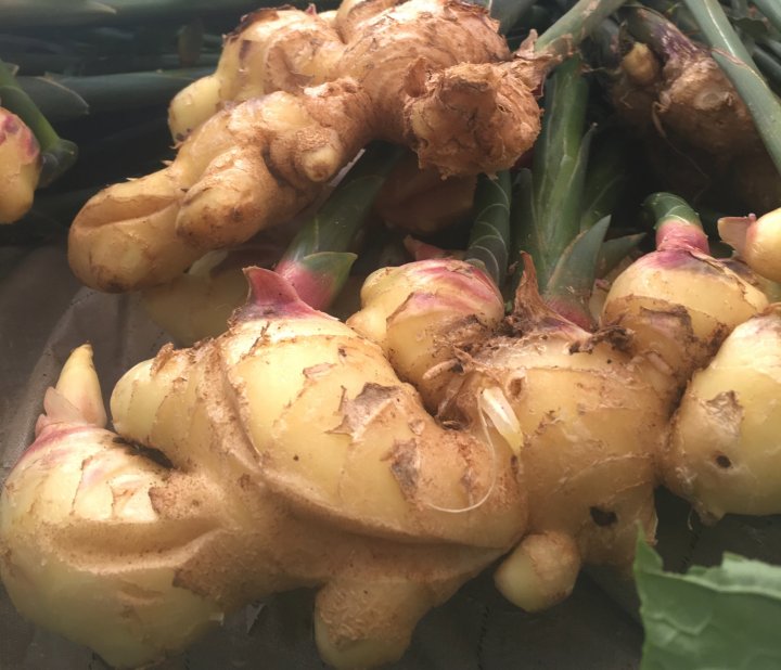 ginger