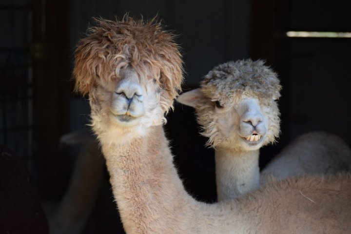 Alpacas at Last Penny Alpaca Farm