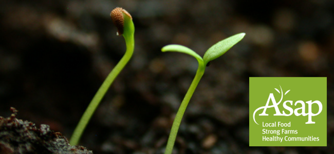seedlings