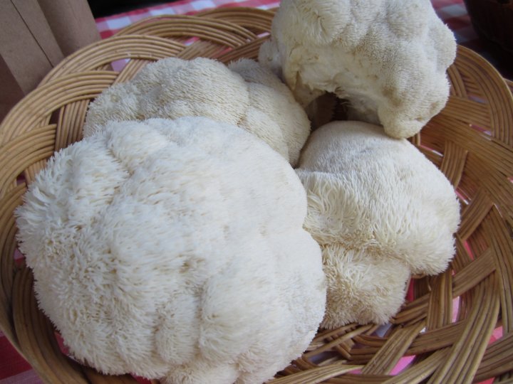 lion's mane mushrooms
