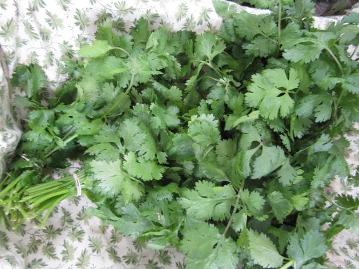 cilantro