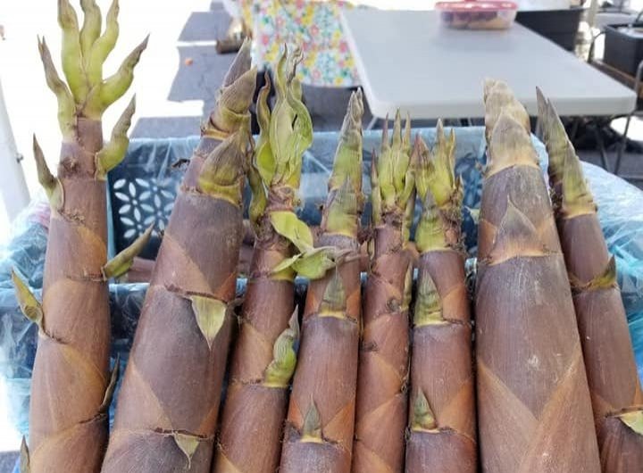 bamboo from Lee's One Fortune Farm