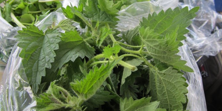 nettles at the farmers market