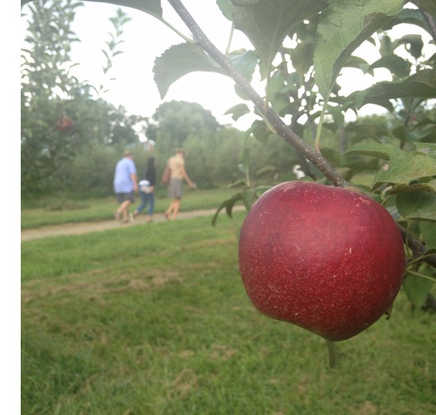 Physicians visit KT's Orchard and Apiary