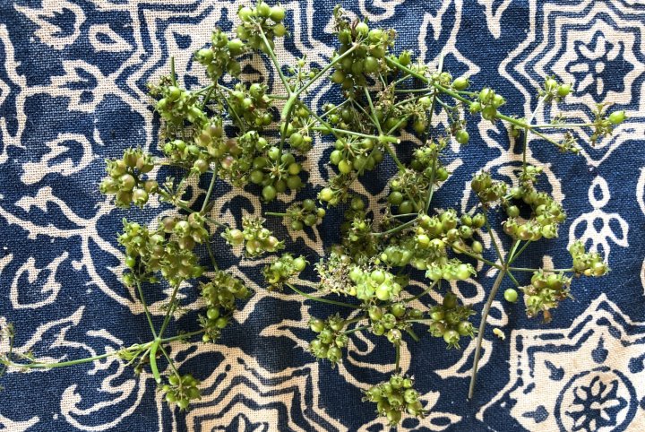 green coriander from Lee's One Fortune Farm