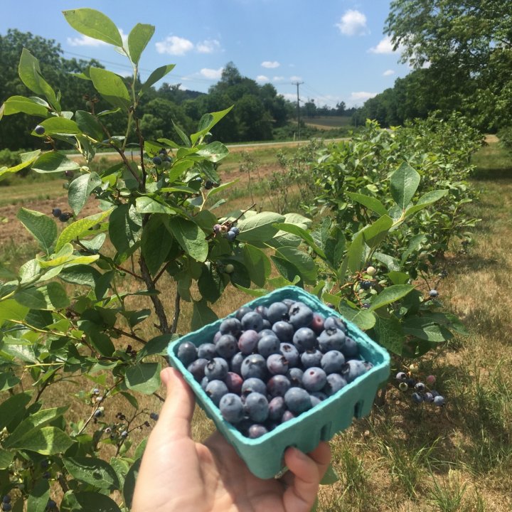 Farm Fresh Produce Prescription
