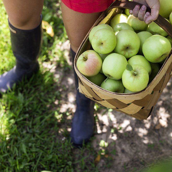 upick apples at Creasman Farms