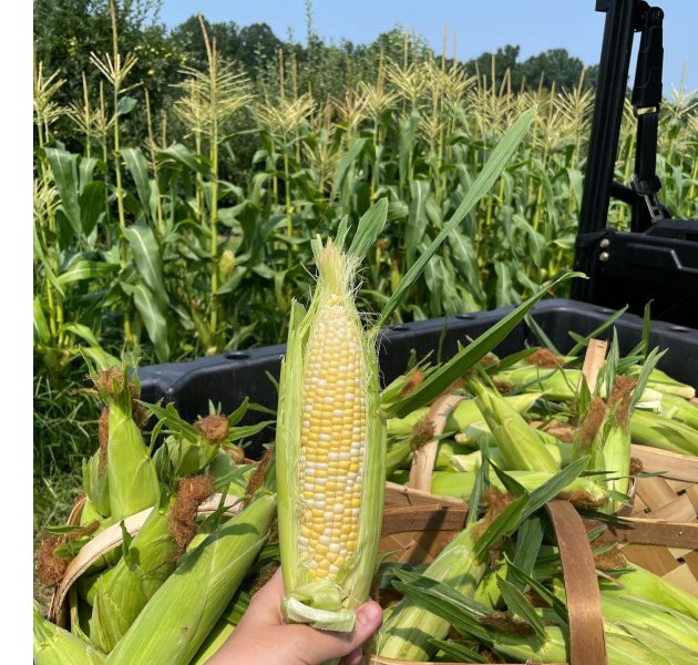 corn from Creasman Farms