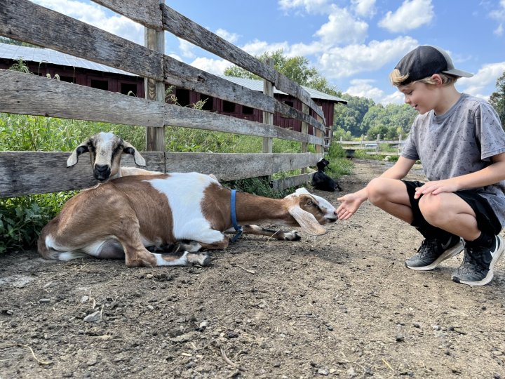 goats at Mt. Gilead Farm / French Broad Creamery on ASAP's Farm Tour