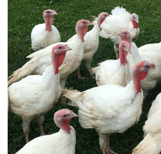 Local turkeys