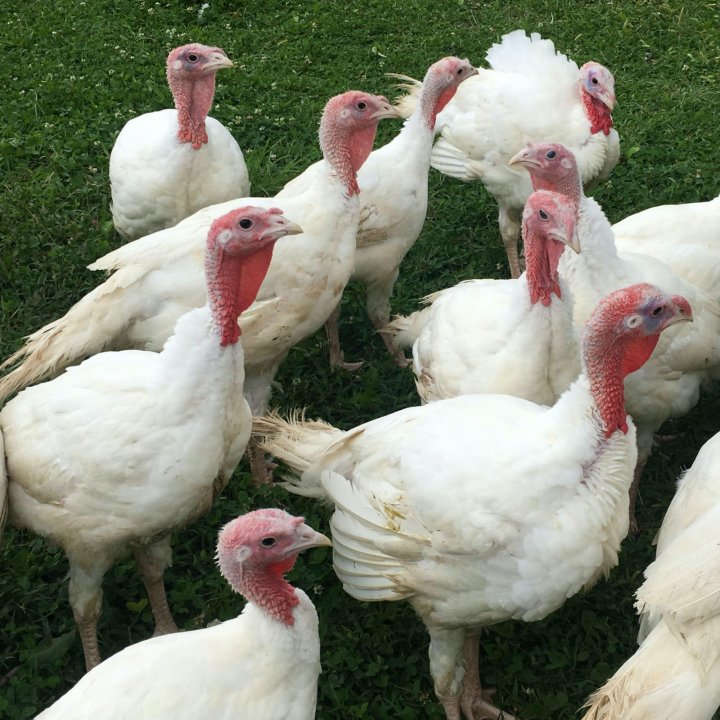 turkeys