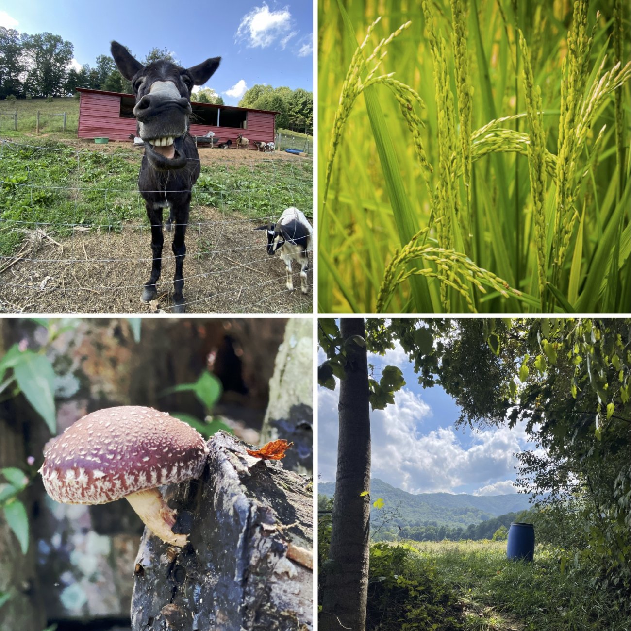 donkey at Franny's Farm, rice at Lee's One Fortune Farm, mushroom at Two Trees Farm / Sustainabillies, view at Ten Acre Garden