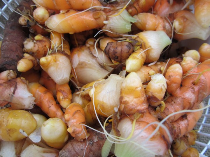turmeric