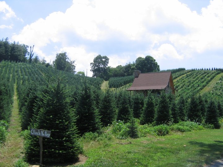 Boyd Christmas tree farm