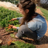 farmer harvesting carrots
