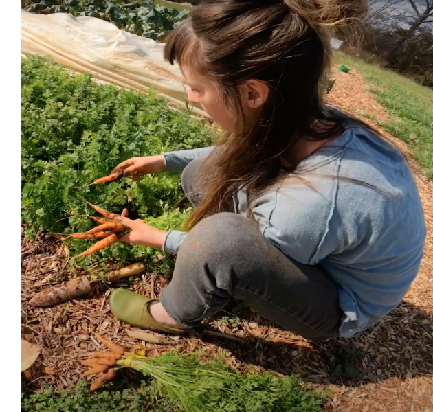 Harvesting carrots at Smallholding Farm
