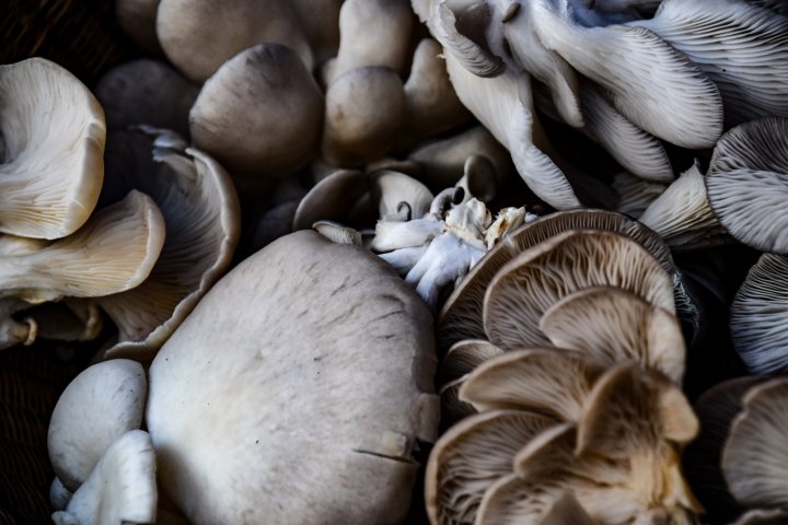 oyster mushrooms
