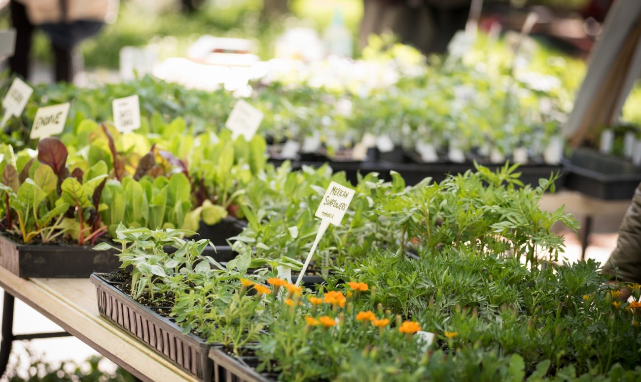 Plant starts at farmers market