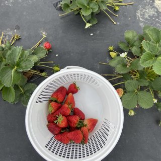 strawberries