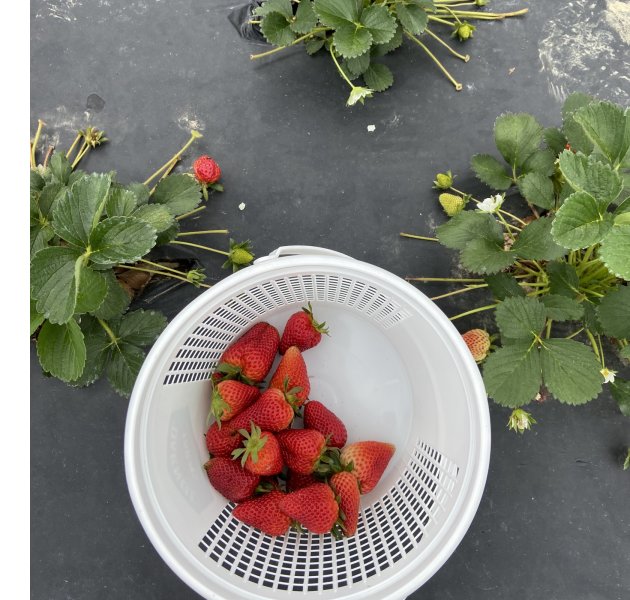 u-pick strawberries at Darnell Farms