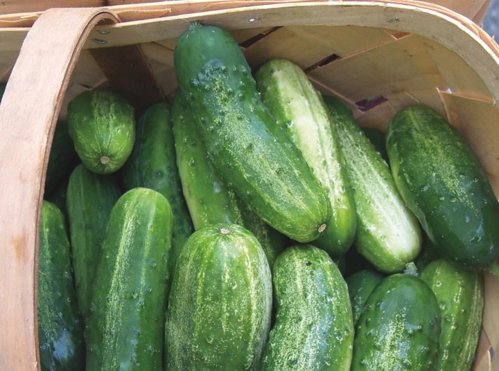 cucumbers