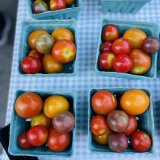 tomatoes