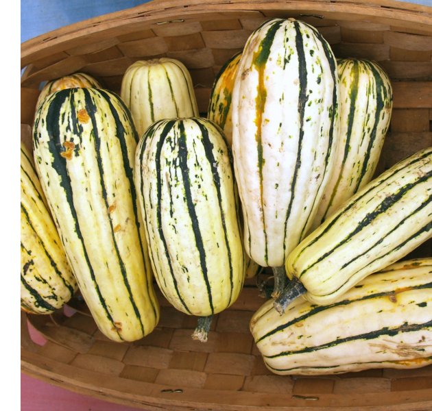 delicata squash