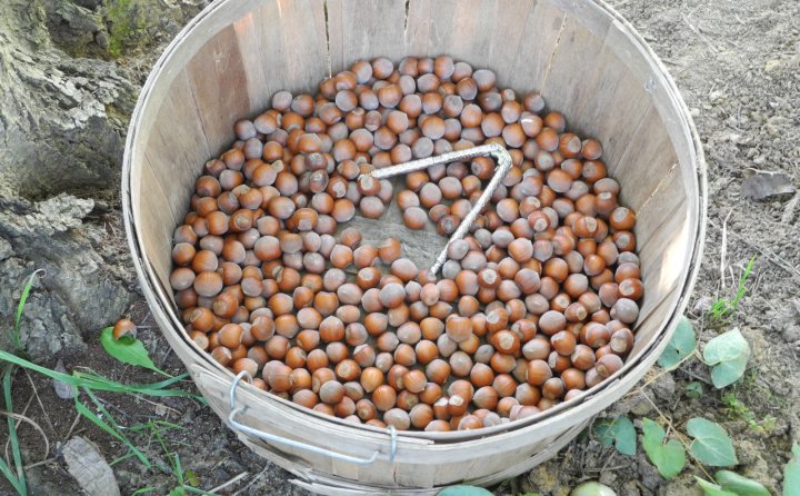 hazelnuts from Full Sun Farm