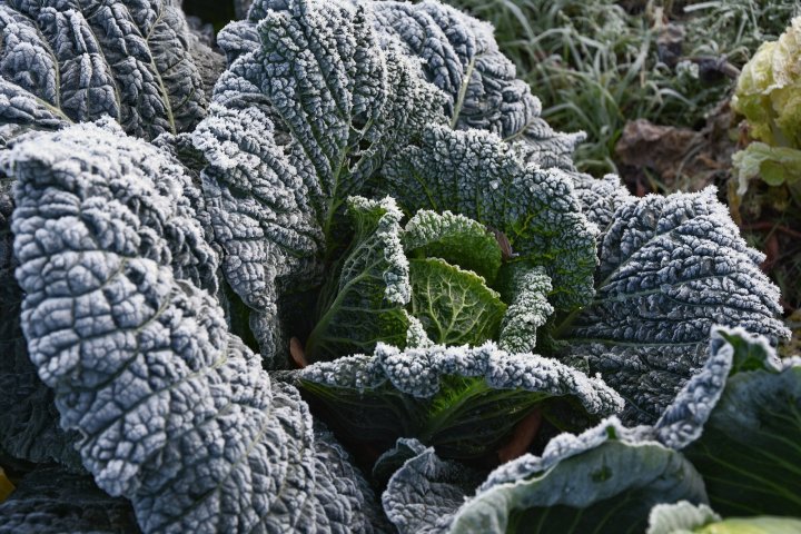 cabbage with frost