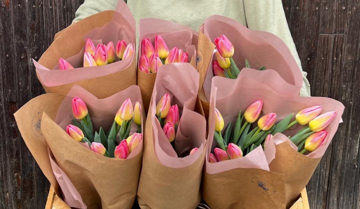 tulips from Carolina Flowers