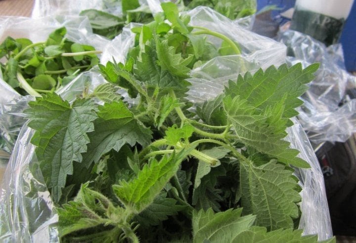 nettles