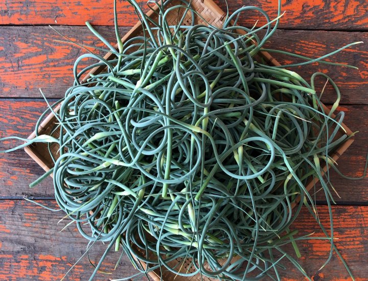 garlic scapes