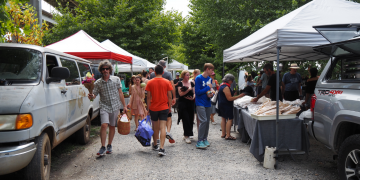 green and ready rice plant stalks