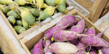 purple and green daikon radishes in wooden crates with snowflakes on them