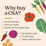 Tan graphic with veggie drawings with text that reads, "Why by a CSA?"