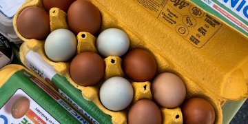 multi colored eggs in a carton