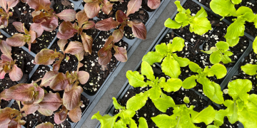green and purple lettuce plant starts