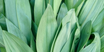 ramps