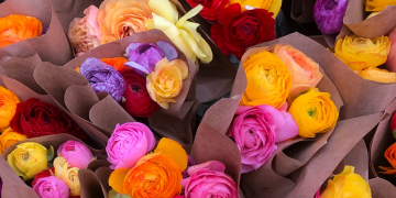 renunculus flowers