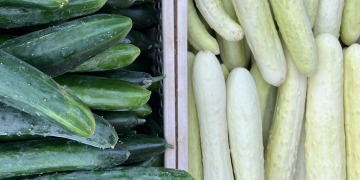 green and white cucumbers