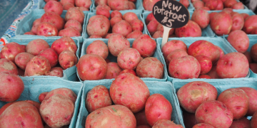 new red potatoes