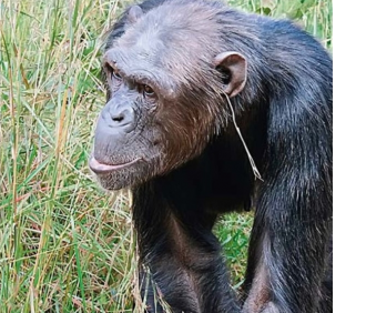 chimp