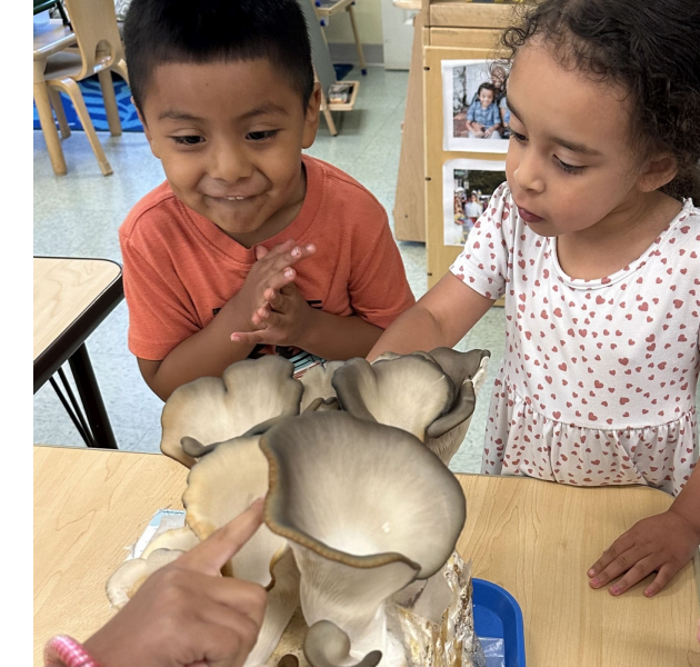 students at Burke Early Head Start with mushroom kit