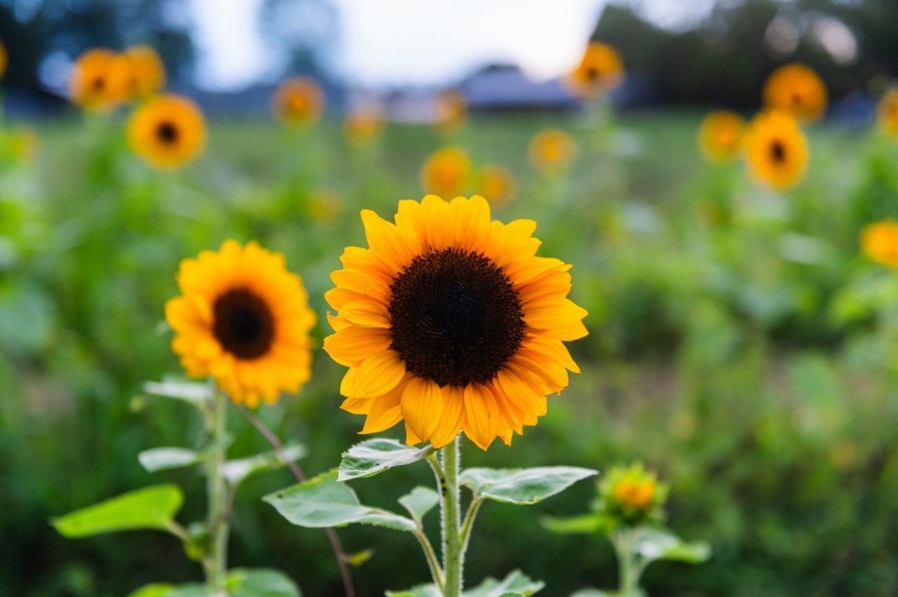 Sunflowers at Broom's Blooms by Camilla Calnan Photography