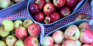 apples from Creasman Farms
