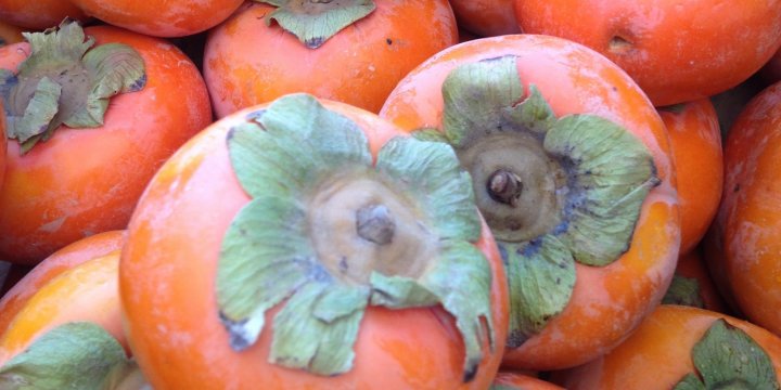 persimmons from Lee's One Fortune Farm